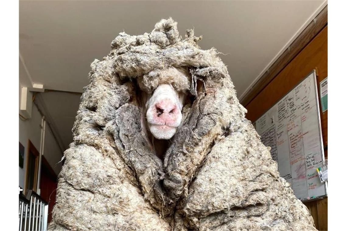 Das wilde Schaf Baarack trug mehr als 35 Kilo schwere Wolle. Foto: Edgar's Mission Farm Sanctuary/AAP/dpa