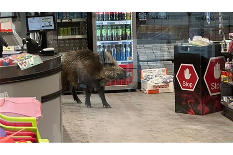 Das Wildschwein in einem Laden, aufgenommen durch eine Glastür.