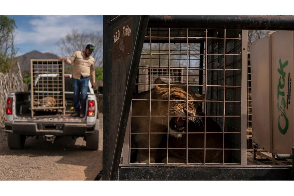 700 Wildtiere ziehen wegen Gewalt in Mexiko um Das Wildtierreservat Ostok wurde 2021 gegründet.