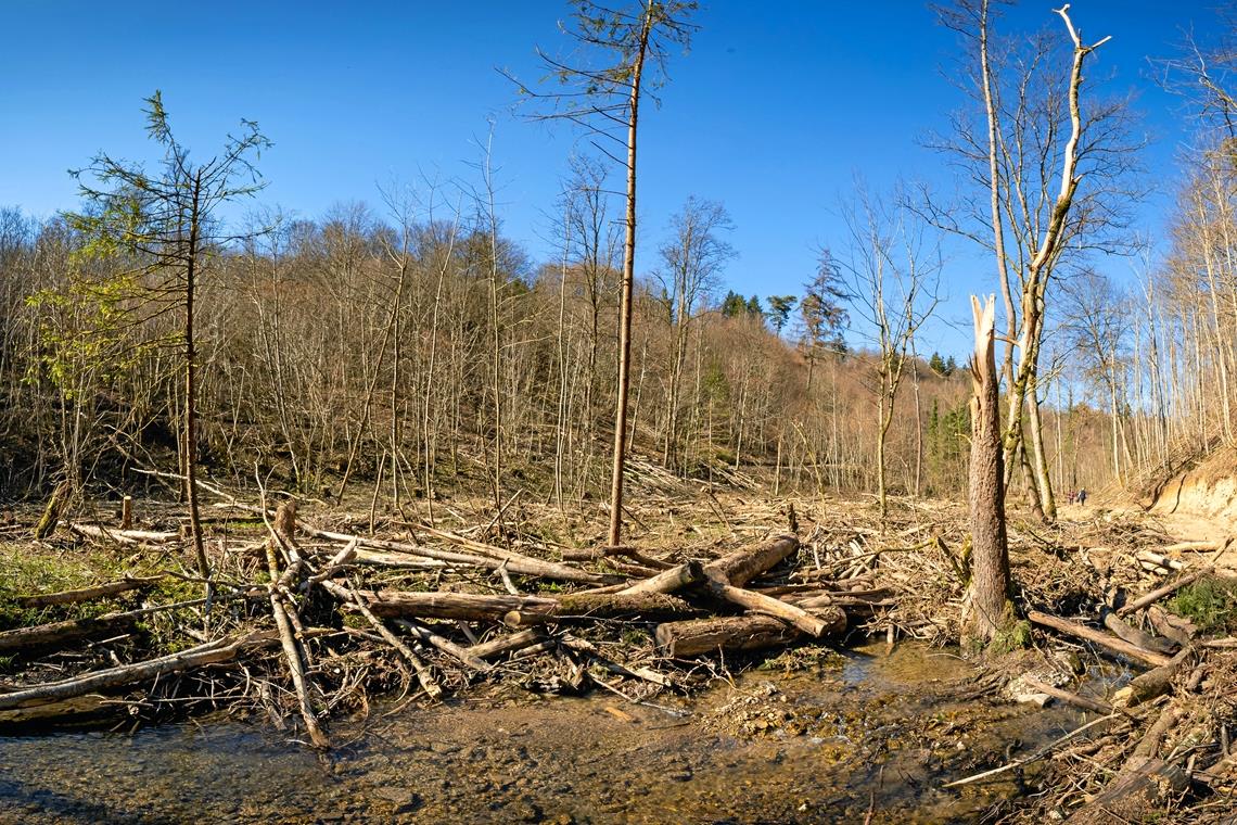 Sicherheit und Klimawandel im Blick Das Wüstenbachtal war auch geprägt von Eschen. Doch das Eschentriebsterben machte umfangreiche Fällungen notwendig. Bäume waren zuvor zum Teil einfach so umgefallen. Foto: A. Becher