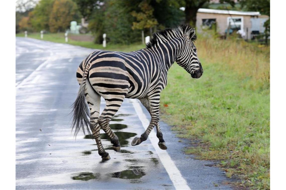 Das Zebra war mit einem Artgenossen in der Nacht aus dem Zirkus in Tessin ausgebüxt. Foto: Bernd Wüstneck/dpa-Zentralbild/dpa