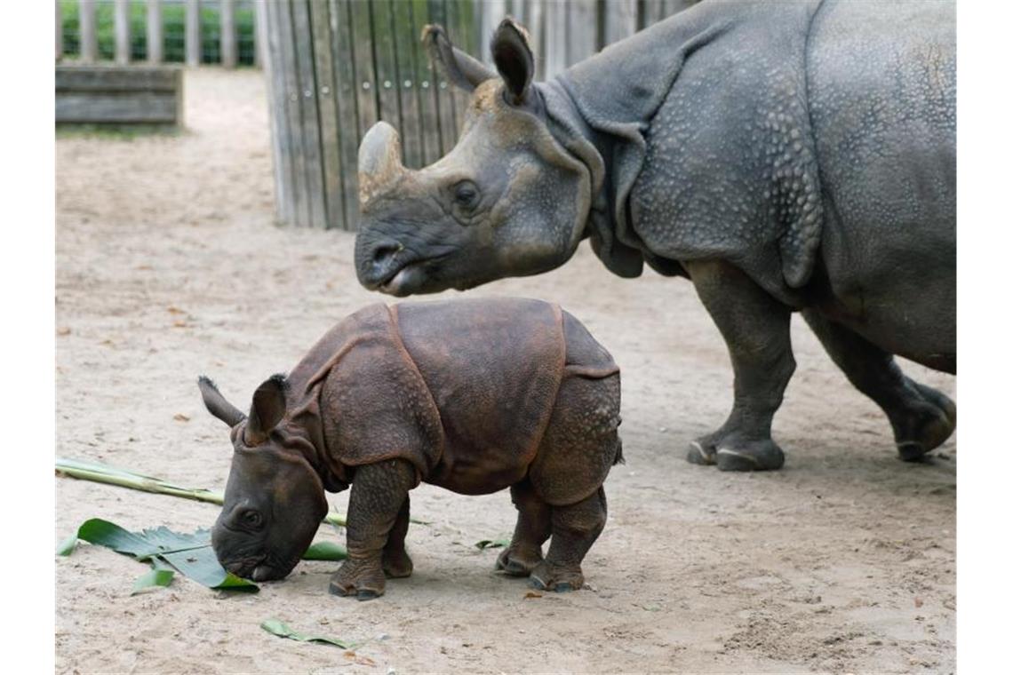 Panzernashorn Sani in Stuttgarter Wilhelma eingeschläfert