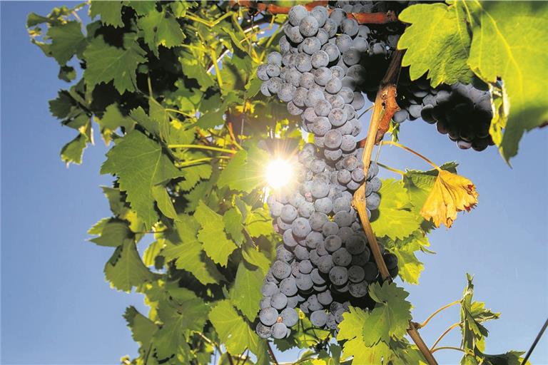 Dass die Wengerter die Qualität der Trauben an die erste Stelle stellen, hat sich ausgezahlt. Der Aspacher Wein hat heute einen guten Ruf.