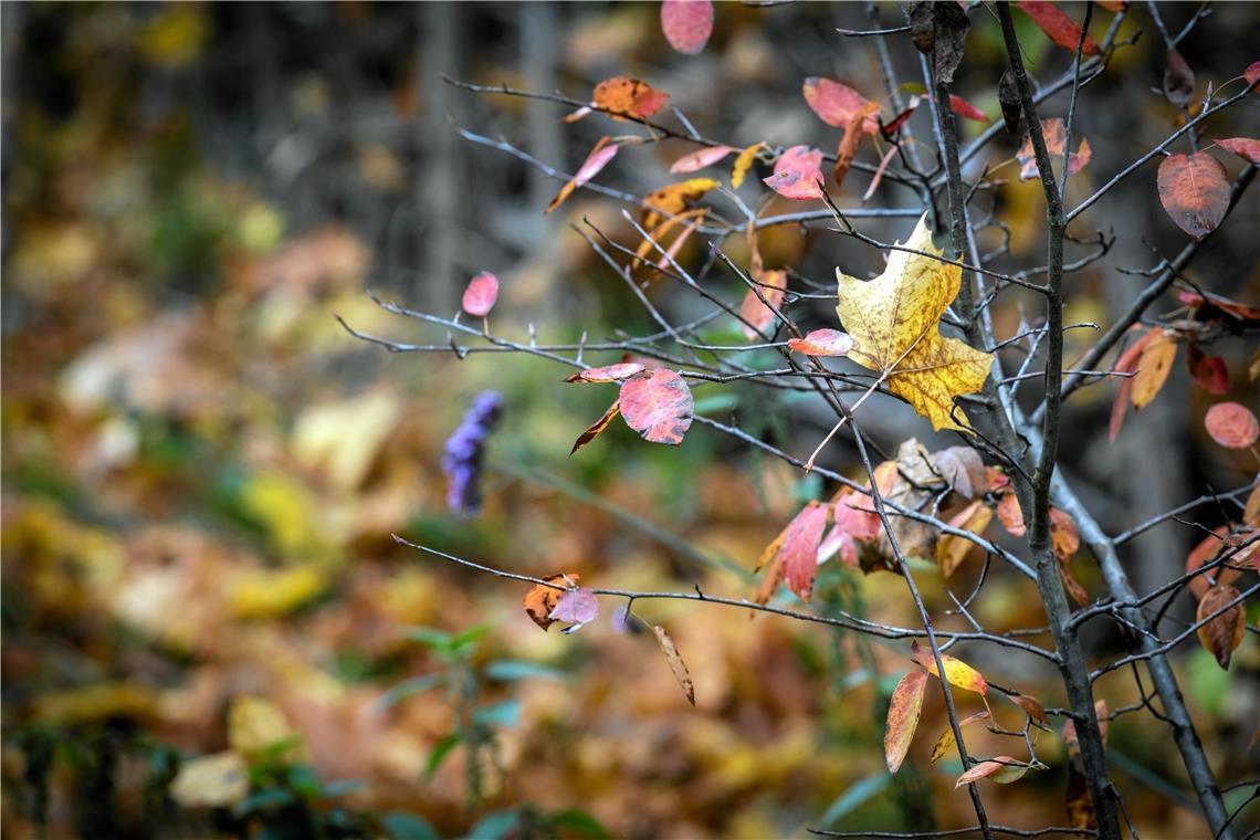 Das Wetter im Oktober war viel zu warm Dass es Herbst geworden ist, konnte man im Oktober vor allem an den vielen bunten Blättern erkennen. Die Temperaturen ließen eher auf Mai schließen. Foto: Alexander Becher