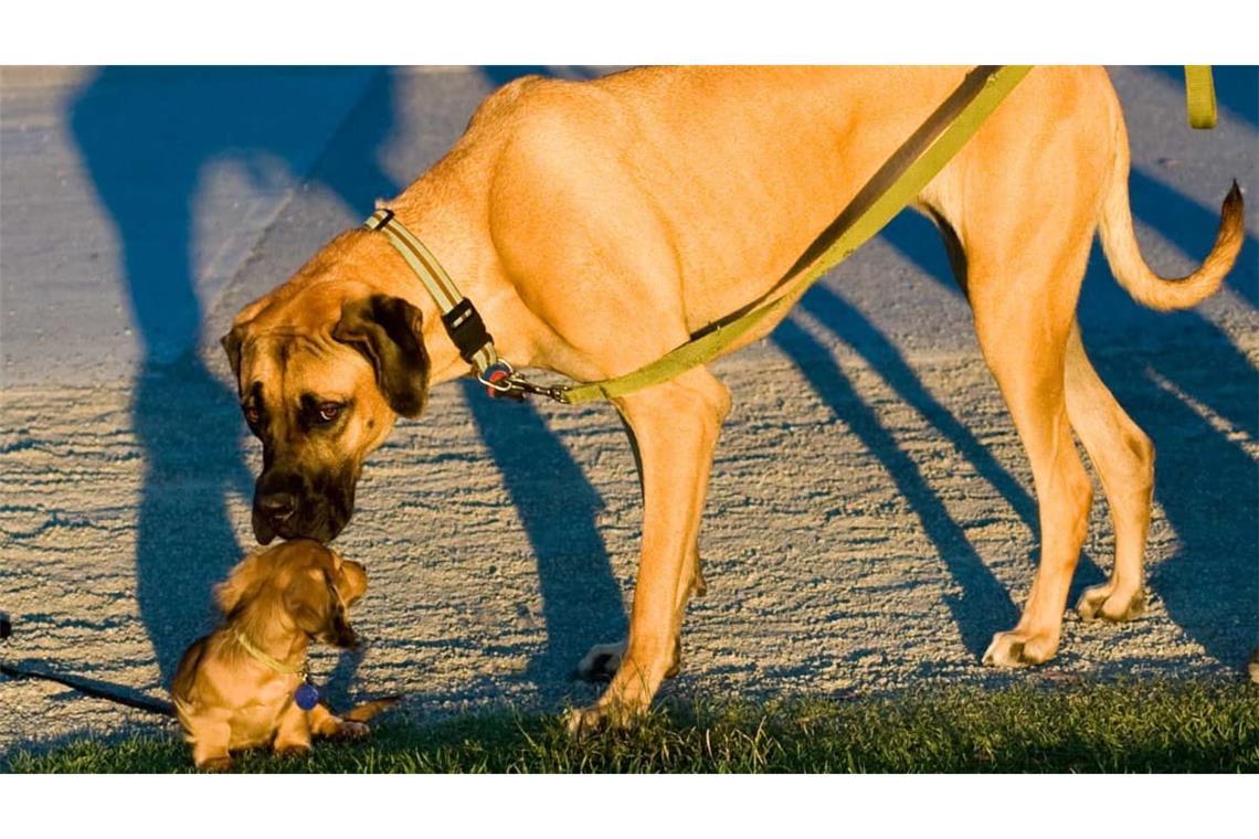 Dass große Hunde meist früher sterben als kleine, ist schon lange bekannt. 