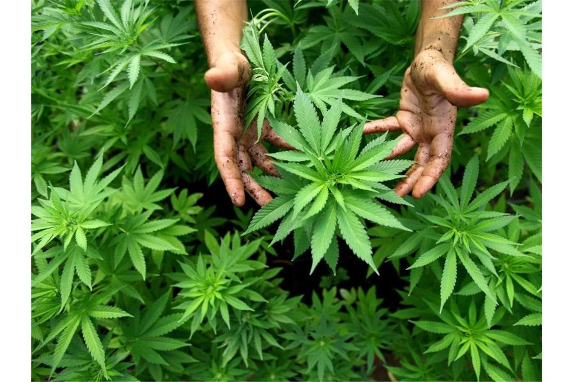 Debatte über SPD-Vorstoß zum Kiffen Daten der Bundeszentrale für gesundheitliche Aufklärung zufolge ist der Cannabiskonsum bei jungen Menschen in den vergangenen Jahren deutlich gestiegen. Foto: picture alliance / dpa