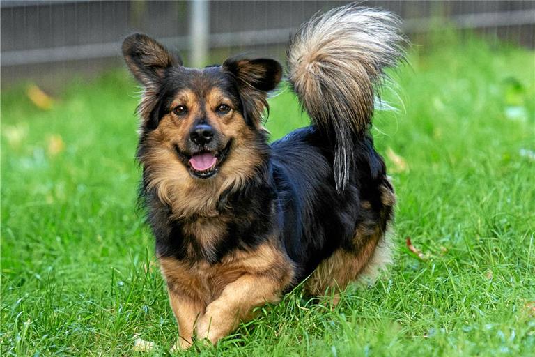 Dauergast Bobby ist meistens lieb, kann aber auch mal seine Zähne zeigen. Foto: Tina Braun