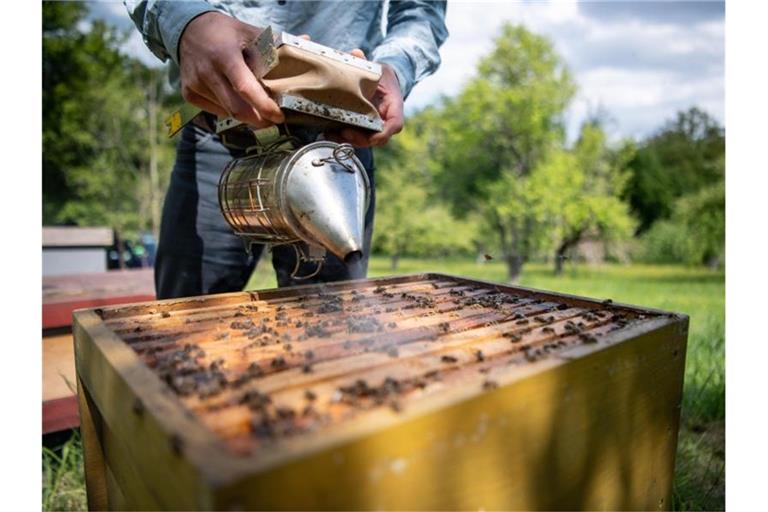 David Gerstmeier, Initiator des Volksbegehrens „Rettet die Bienen in Baden-Württemberg“, mit seinen Honigbienen. Foto: Fabian Sommer/Archiv