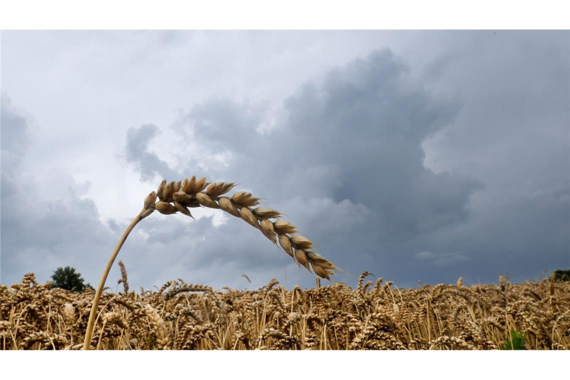 Regenwolken und Gewitter – Wetter bleibt unbeständig Dem Deutschen Wetterdienst (DWD) zufolge soll es heute insbesondere am Vormittag regnen. (Symbolbild)