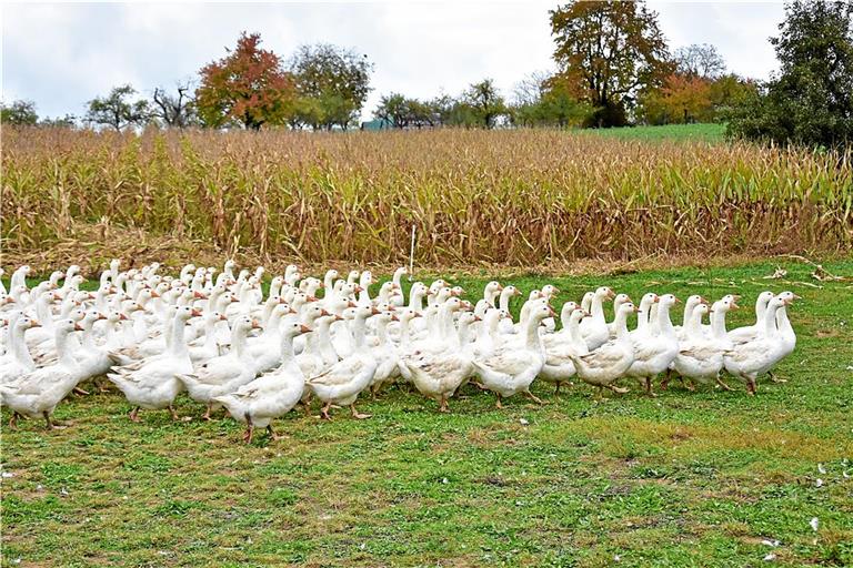 Den Gänsemarsch die Marktstraße entlang übernehmen beim Backnanger Gänsemarkt als Gänse kostümierte Ballettkinder. Auf ihrer heimischen Wiese bei Burgstetten zeigen diese Gänse, dass sie den Gänsemarsch auch ohne Training gekonnt beherrschen. Foto: Tobias Sellmaier