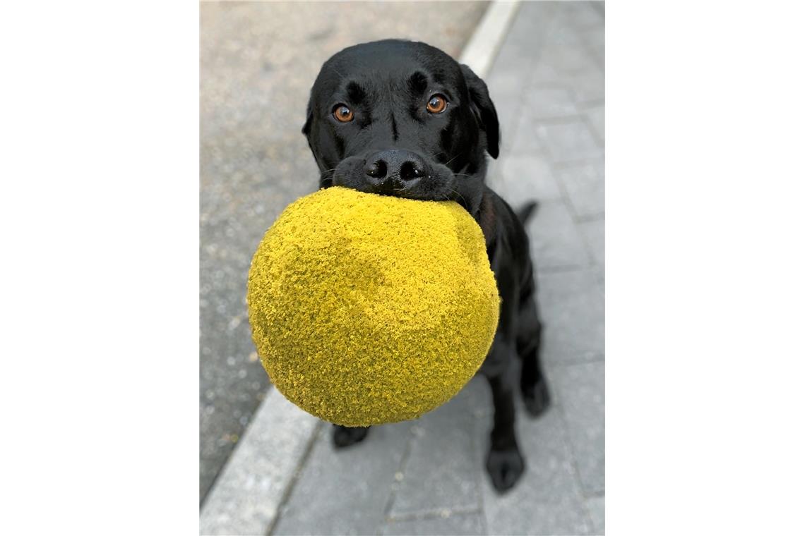 Den Kindern den Ball geklaut