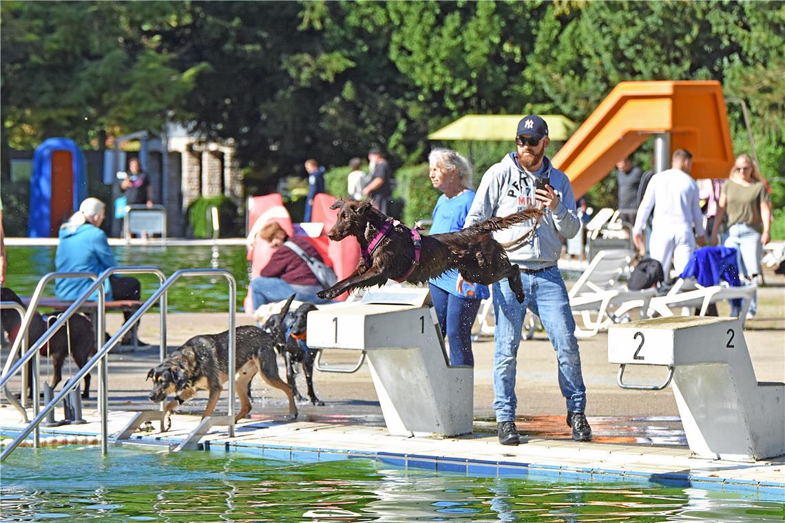 Den Preis für den elegantesten Sprung hätte wohl dieser Hund verdient. 