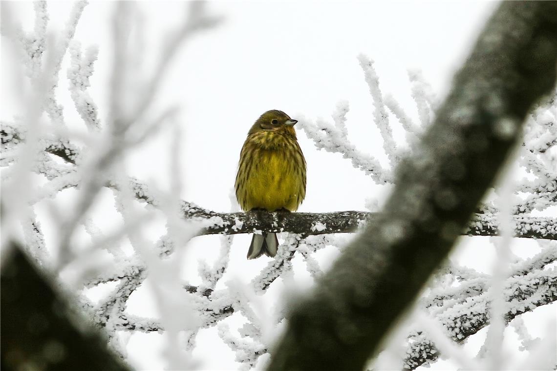 Den Vogel, der schön aufgeplustert auf den Frühling wartet, hat Lothar Knapp ein...