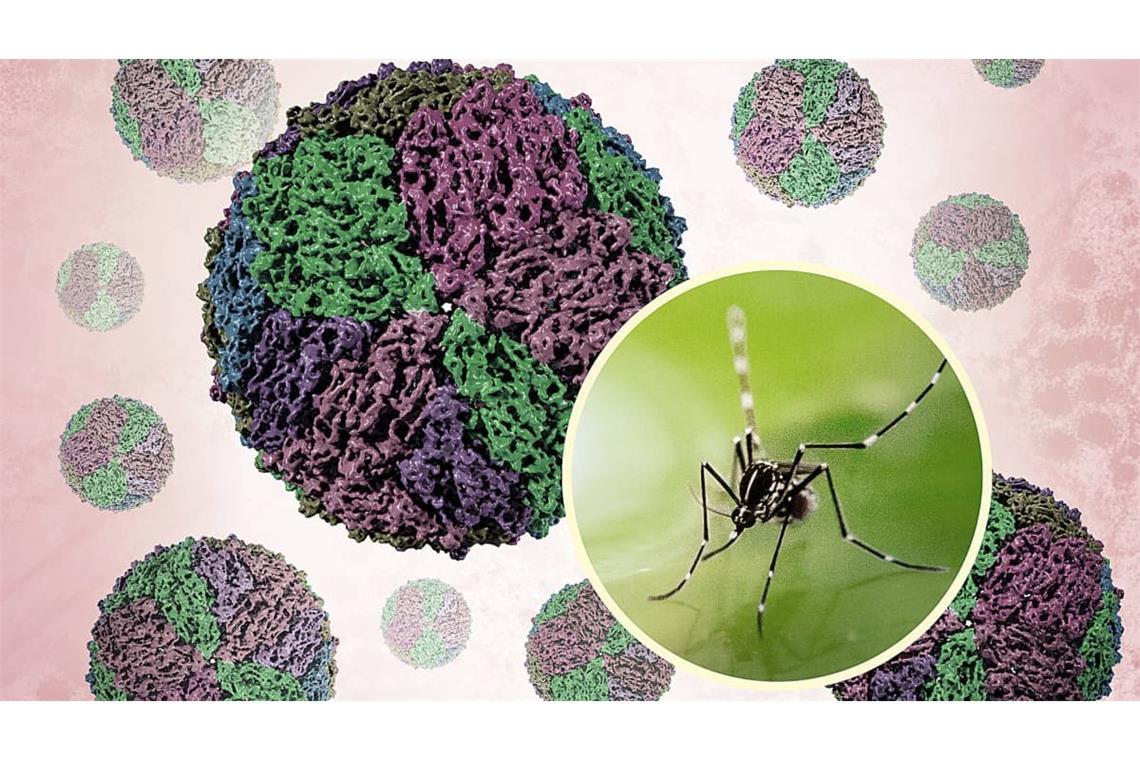 Dengue-Virus