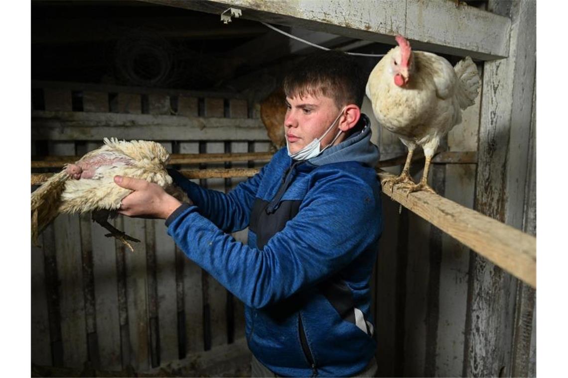 Teenager rettet Hühner vor dem Schlachter