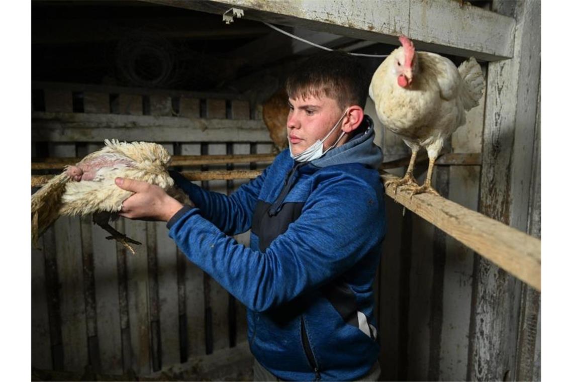 Der 17-Jährige Nic Dilger aus Tettnang steht in seinem Hühnerstall. Foto: Felix Kästle/dpa/Archivbild