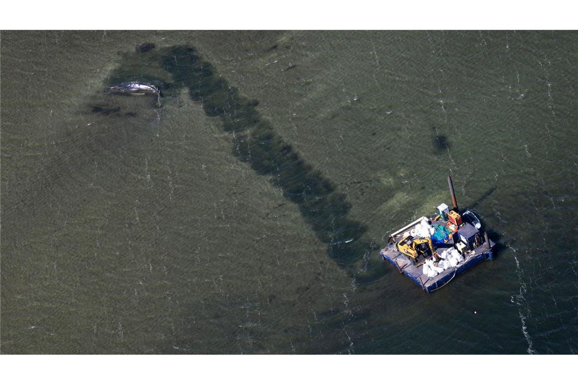 Tierärzte: Wal ist transportfähig – Transport kann starten