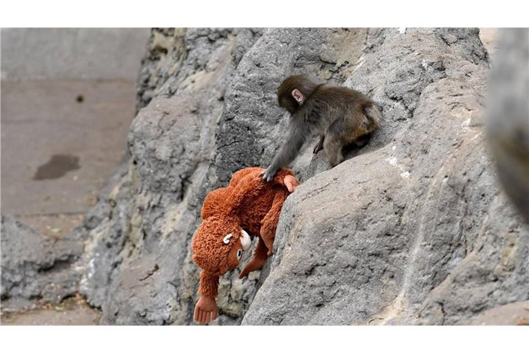 Der Affe Punch ging mit seinem Kuscheltier im Netz viral (Archivbild).