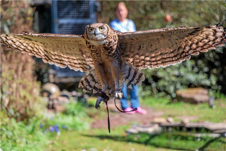 Der Afrikanische Fleckenuhu Aleta ist ein Grifftöter, denn er tötet seine Beute mit den Krallen. Fotos: Stefan Bossow