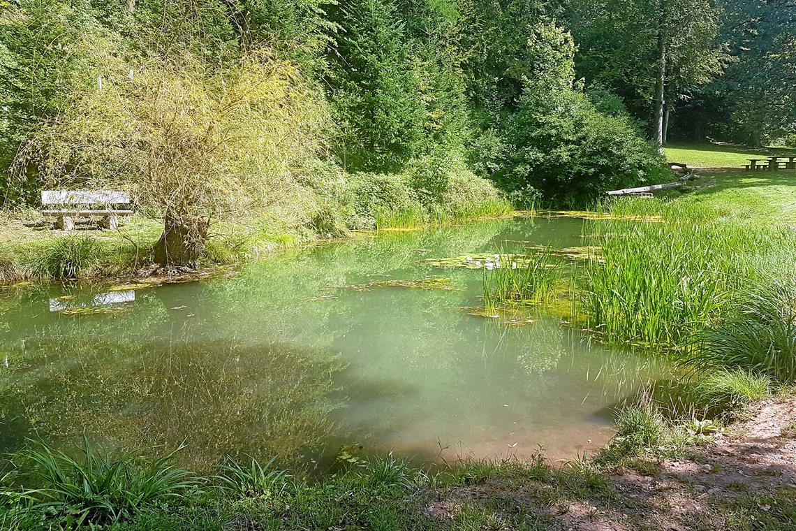 Diese Orte sorgen an heißen Tagen für Abkühlung Der Allensee in Murrhardt ist ein schönes Wanderziel für Familien.