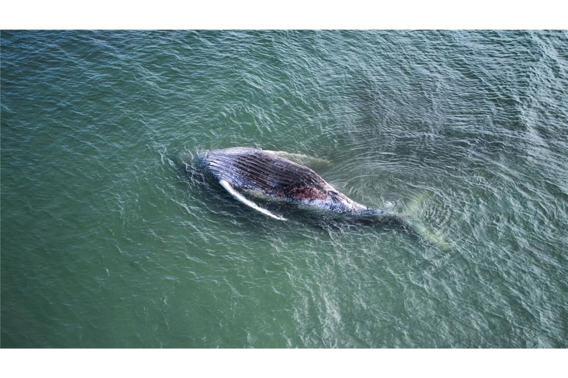 Der als Timmy bekannte Buckelwal ist tot und liegt vor der dänischen Insel Anholt.