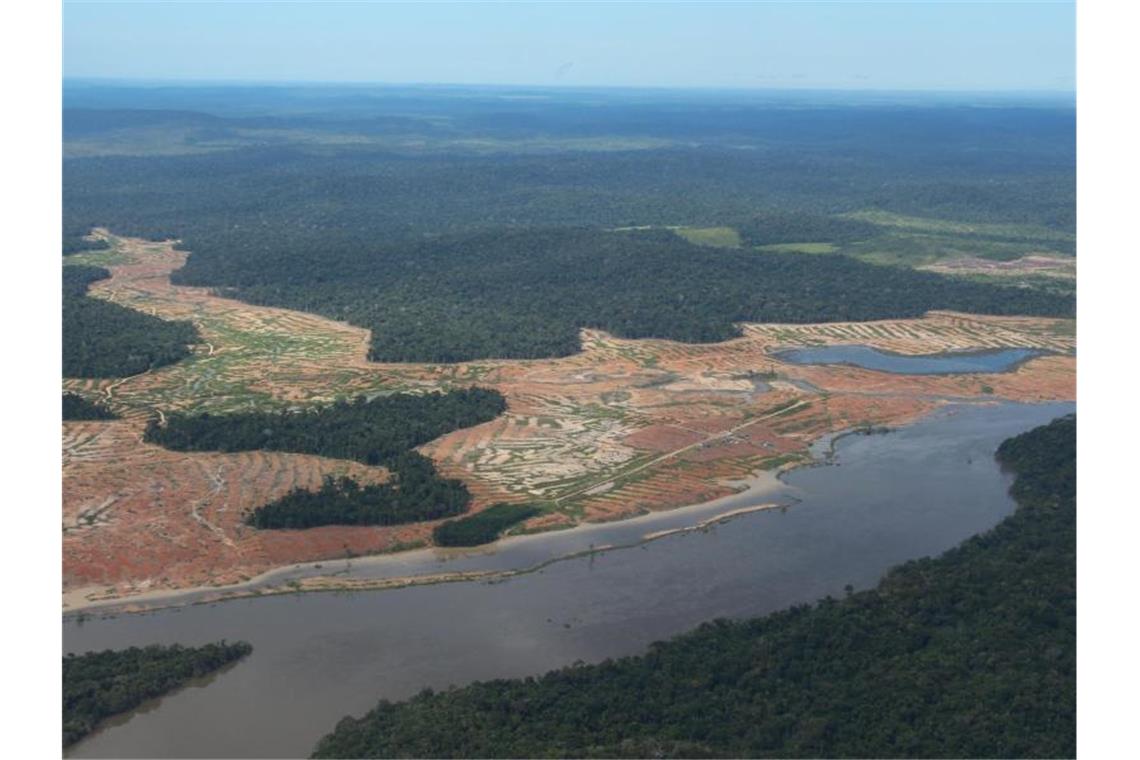 Viele Tierbestände seit 1970 mehr als halbiert Der Amazonas-Regenwald ist vom Rückgang des Tierbestandes besonders betroffen. Foto: Isaac Risco-Rodriguez