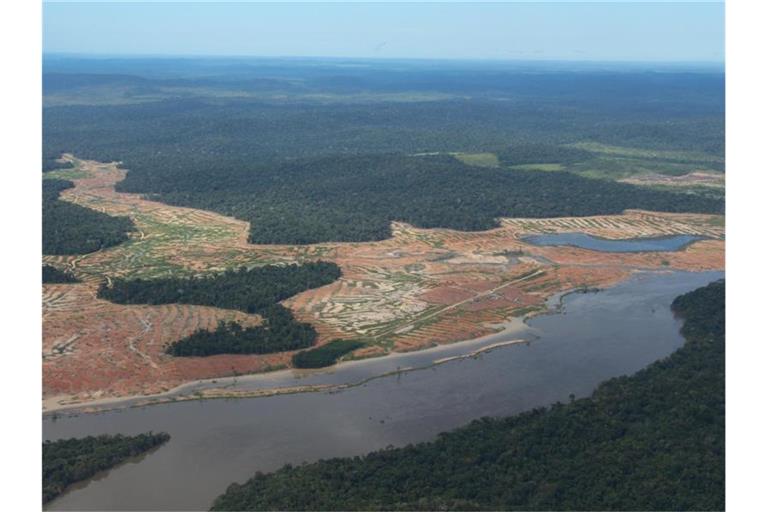 Der Amazonas-Regenwald ist vom Rückgang des Tierbestandes besonders betroffen. Foto: Isaac Risco-Rodriguez
