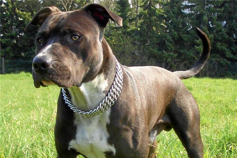 Der American Staffordshire Terrier gehört in Baden-Württemberg zu den Listenhunden. Symbolbild: Tatanga 2006 / Wikimedia Commons