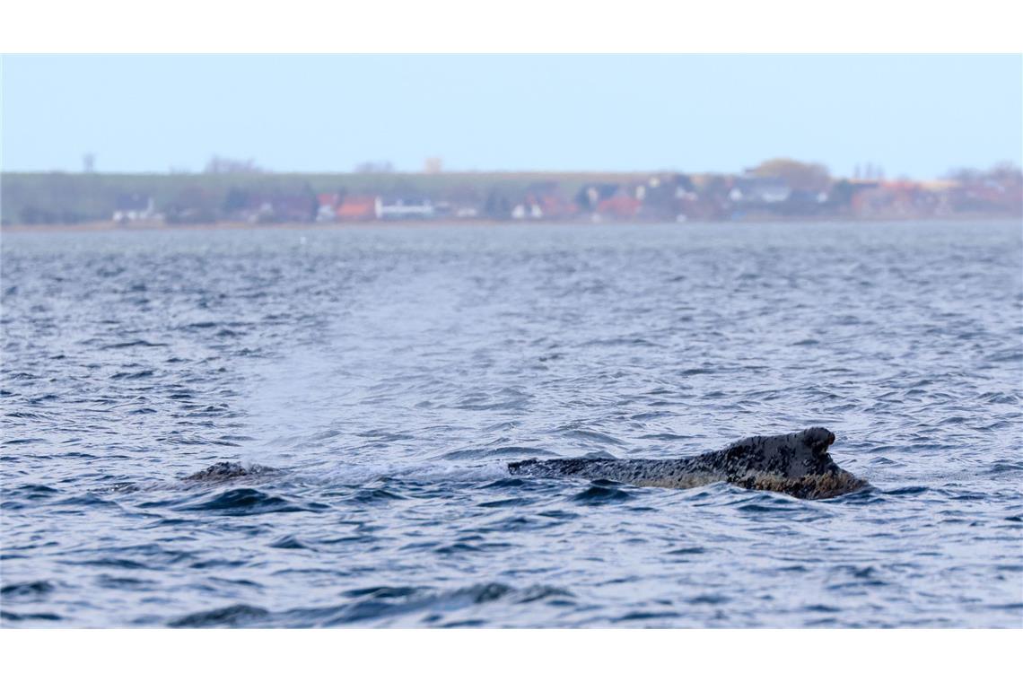 Der an der Ostseeküste gestrandete Buckelwal atmet weiterhin (Archivfoto).