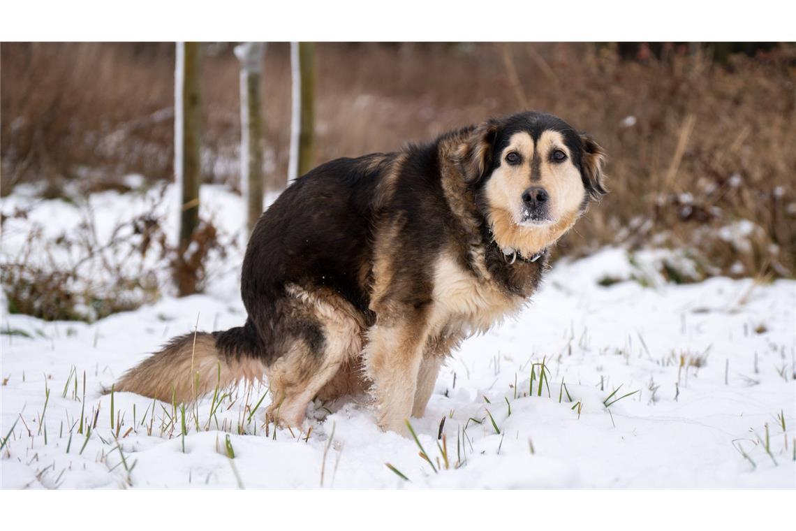 Diese Bußgelder drohen, wenn man Hundekot liegen lässt Der arme Hund kann doch nichts dafür, wenn Herrchen oder Frauchen Ferkel sind.