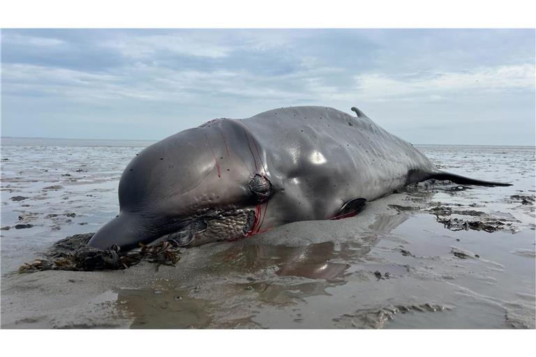Der auf Sylt angetriebene Wal war am Donnerstag von einem Seehundjäger erschossen worden.