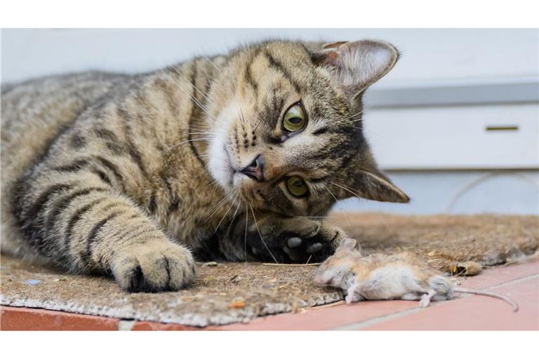 Der Augenzeuge, der am Geiseltalsee einen Puma gesichtet hat, ist offensichtlich einer optischen Täuschung erlegen. Das Raubtier war wohl eine Katze bei der Mäusejagd.