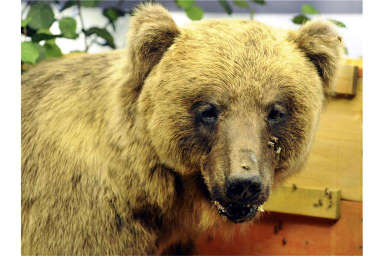 Der ausgestopfte Braunbär "Bruno", aufgenommen im Museum Mensch und Natur. Foto: Peter Kneffel/Archivbild