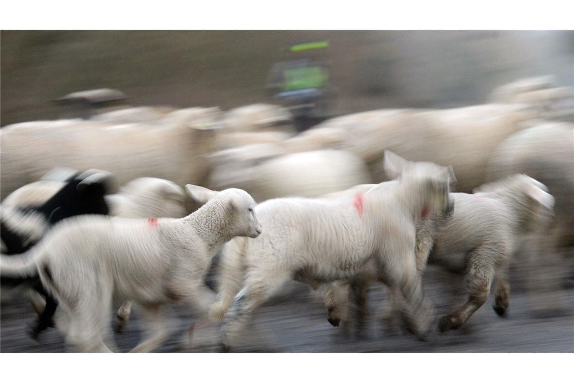 Der Autofahrer war wegen Nebels in eine Schafherde gefahren. (Symbolbild)