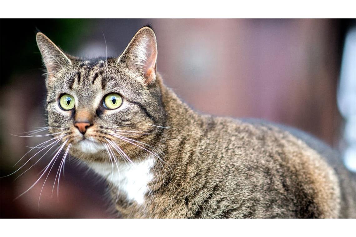 Der Autofahrerin zufolge sprang die Katze während der Fahrt aus ihrem Korb. (Symbolbild)