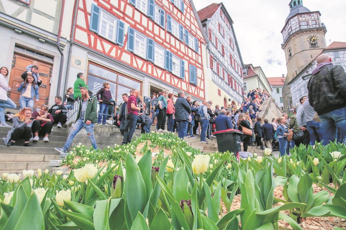 Großevents, Kabarett und Theater abgesagt Der Backnanger Tulpenfrühling fällt in diesem Jahr aus. Archivfoto: A. Becher