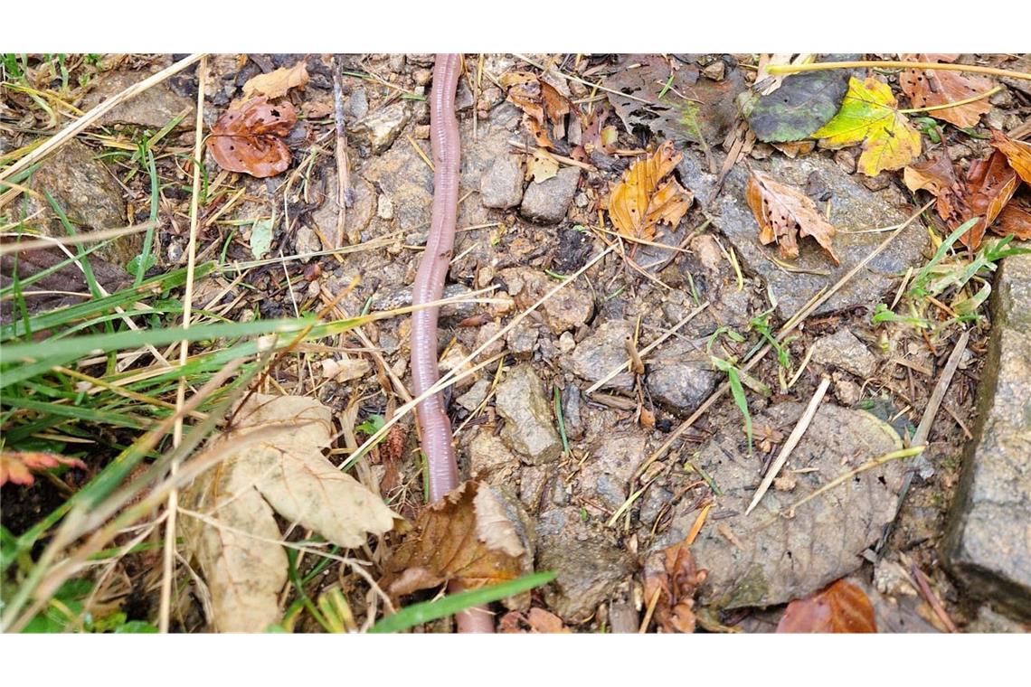 Der Badische Riesenregenwurm wird mehr als einen halben Meter lang.