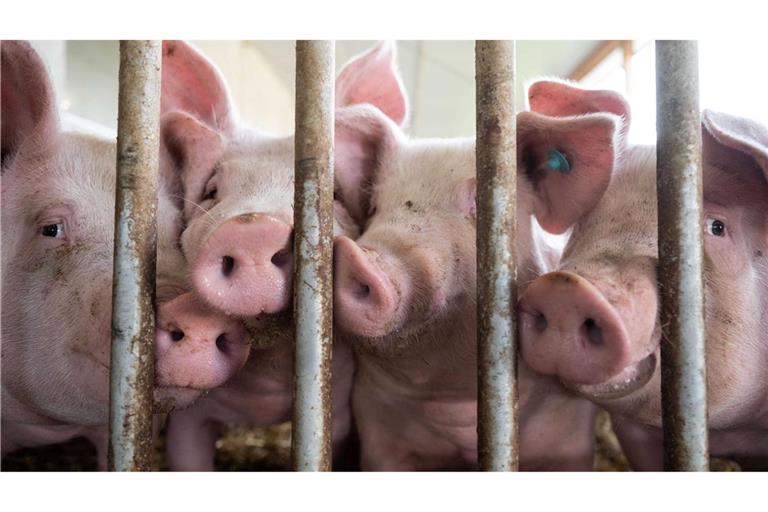 Der Bau tiergerechter Schweineställe bleibt Ziel.