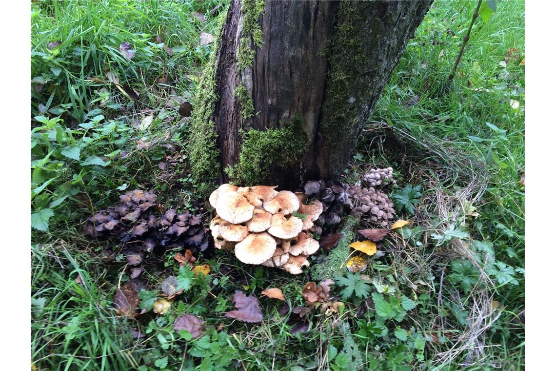 "Der Baum, der Baum, sehr alt im Sein, wunderschön, was um ihn keimt", schreibt ...