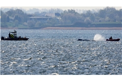 Der bei Wismar gestrandeten Buckelwal hatte sich am Morgen freigeschwommen und ist mehrere Kilometer geschwommen.