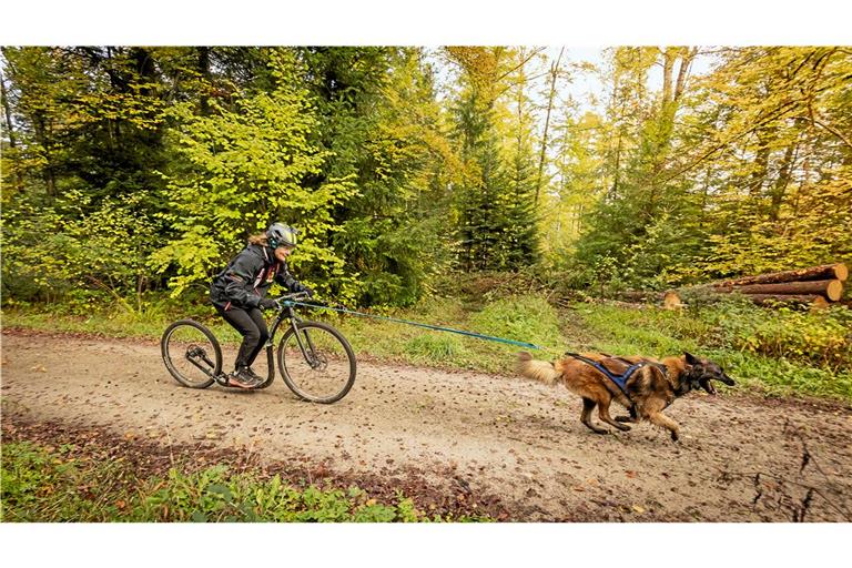 Der Belgische Schäferhund Berry zieht seine Besitzerin Kristina Schumacher mit Höchstgeschwindigkeiten durch den Wald. Fotos: Alexander Becher
