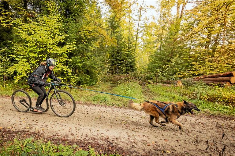 Der Belgische Schäferhund Berry zieht seine Besitzerin Kristina Schumacher mit Höchstgeschwindigkeiten durch den Wald. Fotos: Alexander Becher