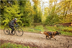 Der Belgische Schäferhund Berry zieht seine Besitzerin Kristina Schumacher mit Höchstgeschwindigkeiten durch den Wald. Fotos: Alexander Becher