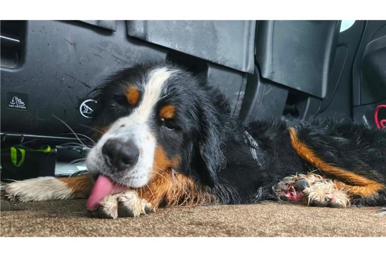 Der Berner Sennenhund Rogue.