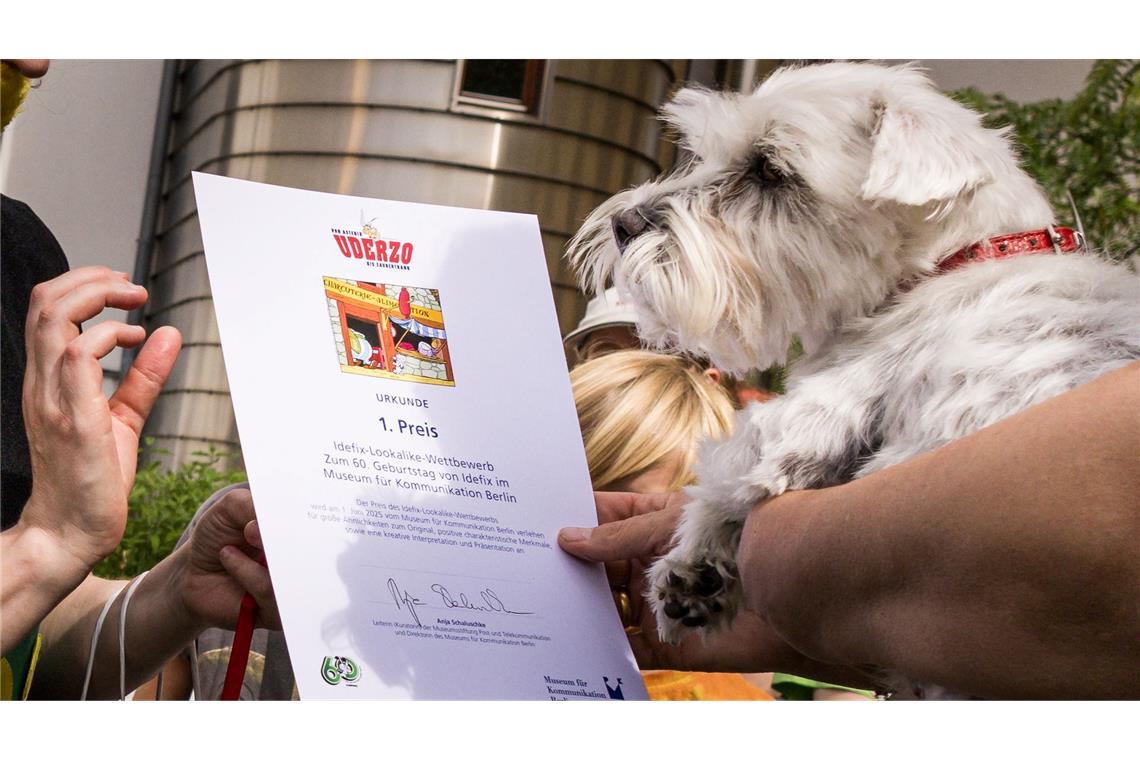 60 Jahre Idefix: Wie ein gallischer Hund die Welt erobert Der beste Idefix-Doppelgänger? Sieger-Hund Polly erhielt die Idefix-Lookalike-Contest-Urkunde. (Archivbild)