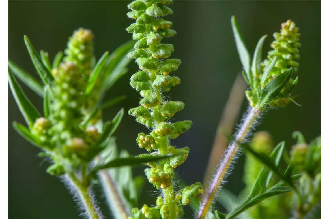 Gift im Garten: Bei diesen beliebten Pflanzen ist Vorsicht angesagt Der Blütenstand einer Ambrosiapflanze. Die gesundheitsschädigende Pflanze Ambrosia hat sich in einigen Teilen Deutschlands zu einer Plage entwickelt.