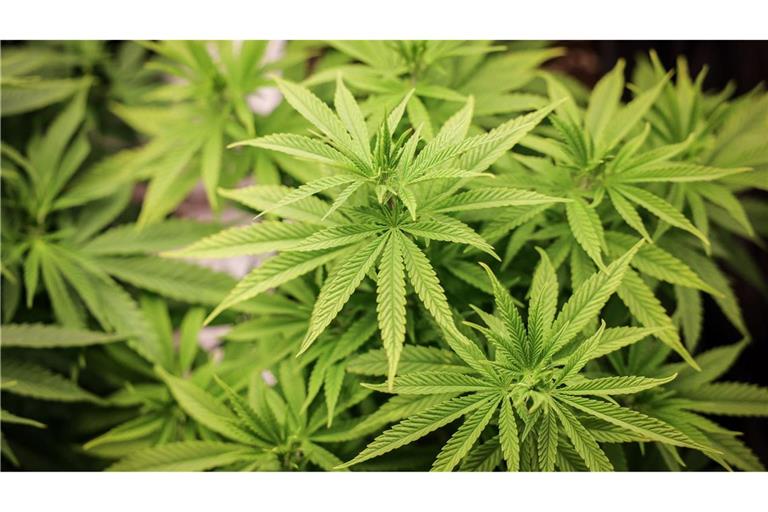 Der Branchenverband Cannabiswirtschaft warnt, mit den geplanten strengeren Regeln für den legalen Anbau von Cannabis in Vereinen wäre es schwerer, eine Produktion aufzubauen.