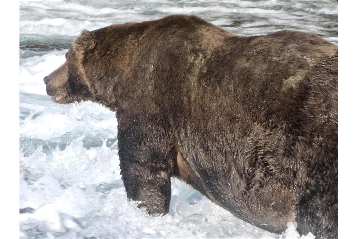 Braunbär 747 gewinnt „Fat Bear“-Wahl in Alaska Der Braunbär „747“, auch als Jumbo Jet bekannt, im Katmai-Nationalpark in Alaska. Foto: -/Katmai National Park and Preserve/dpa