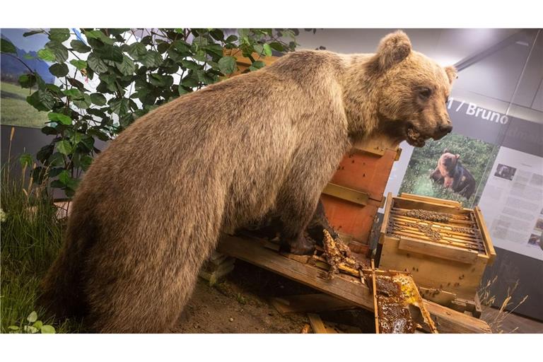 Der Braunbär Bruno steht ausgestopft im Museum. (Archivbild)
