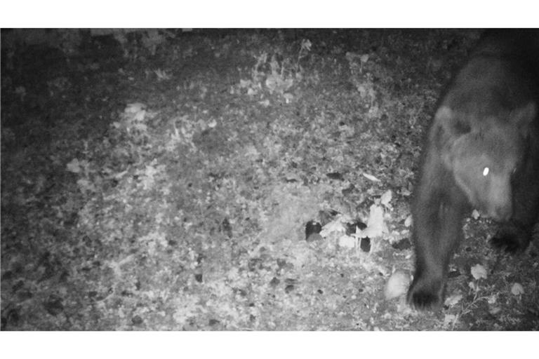 Der Braunbär wurde von einer Wildkamera gesichtet.